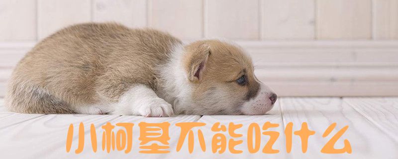 小柯基不能吃什么